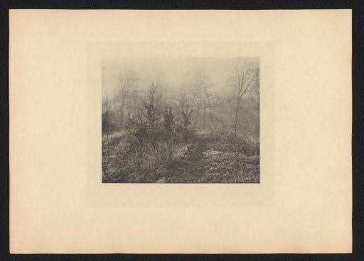 Trees and Shrubs in the Mist