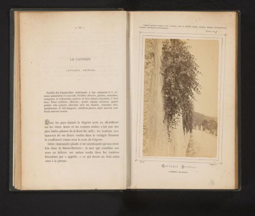 Capers plant