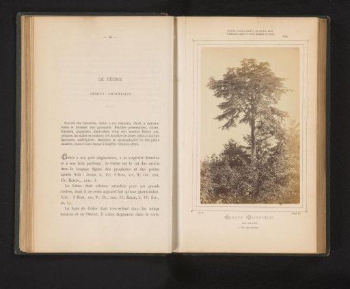 Cedar of Lebanon