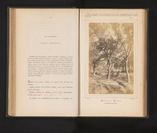Cork oaks
