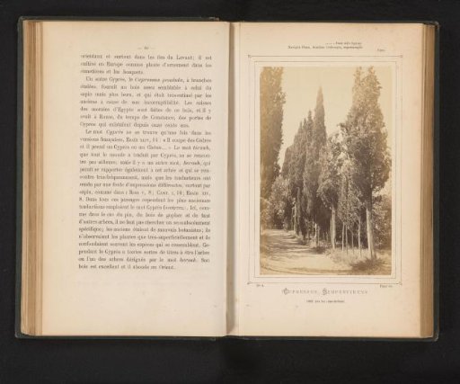 Italian cypress