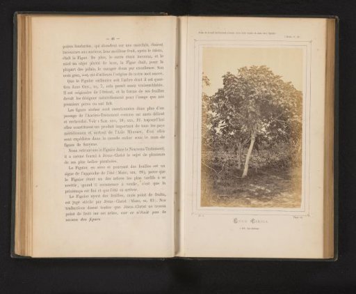 Fig tree