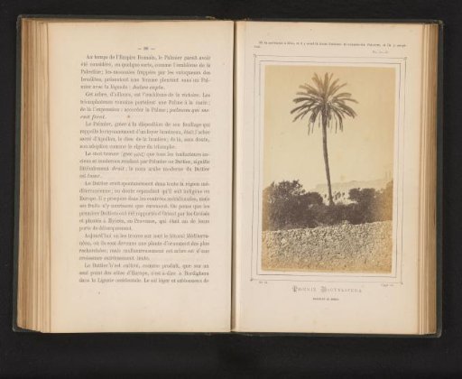Date Palm in Monaco