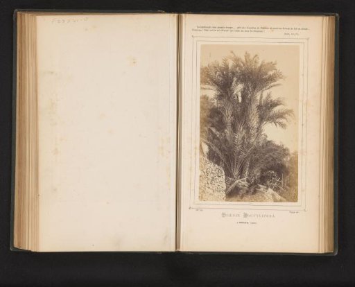 Date Palms near Bordighera