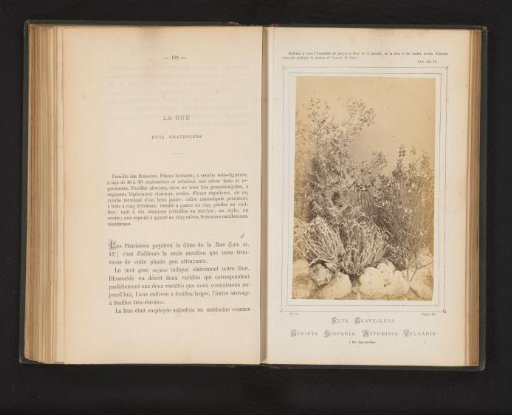 Rue, Broom and Mugwort