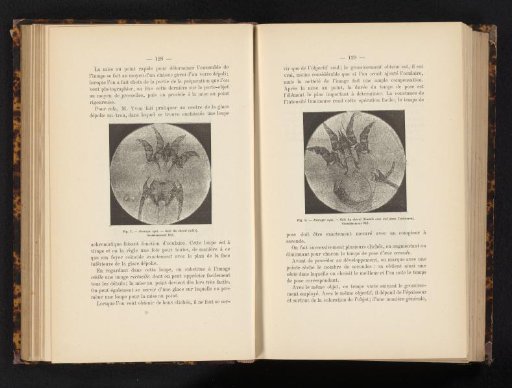 Female horse itch mite