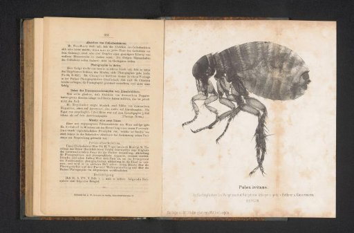 Photographic Reproduction of an Enlargement of a Human Flea