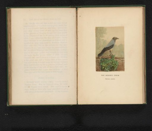 Hooded Crow