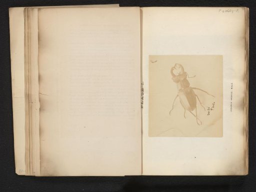 Stag beetle
