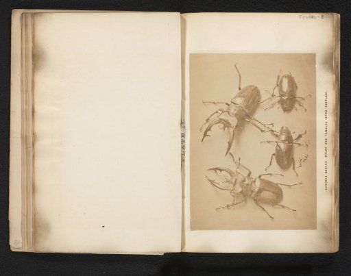 Stag beetles