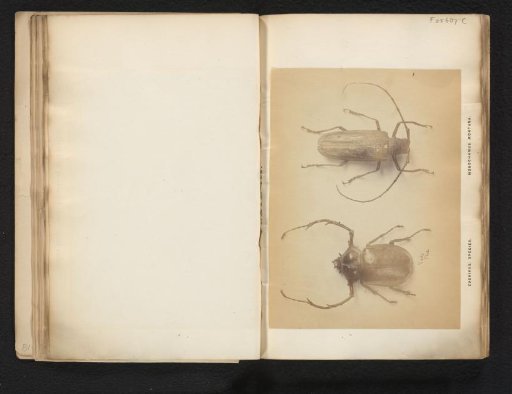 Scarab beetle and longhorn beetle