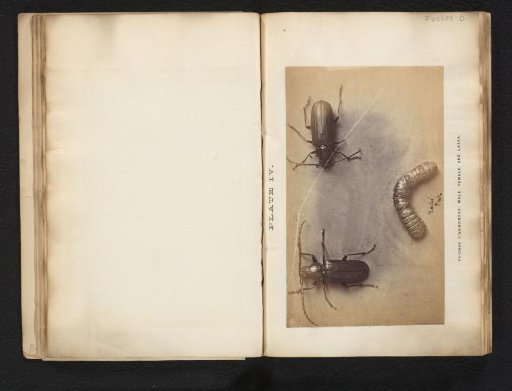 Two beetles and a larva