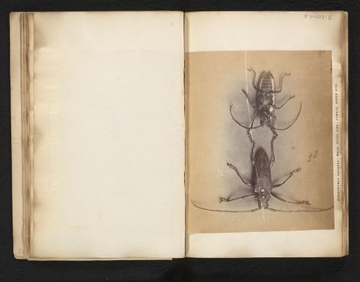 Two longhorn beetles