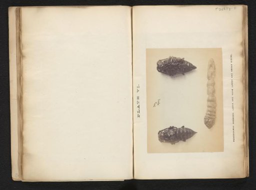 Two pupated longhorn beetles and a larva