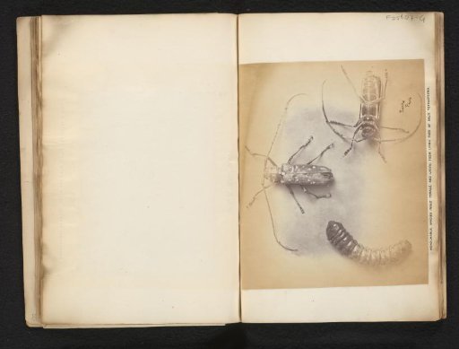 Two longhorn beetles and a larva