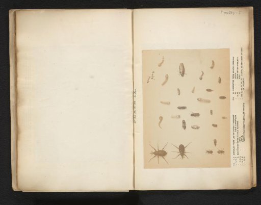 Overview of different types of beetles and larvae