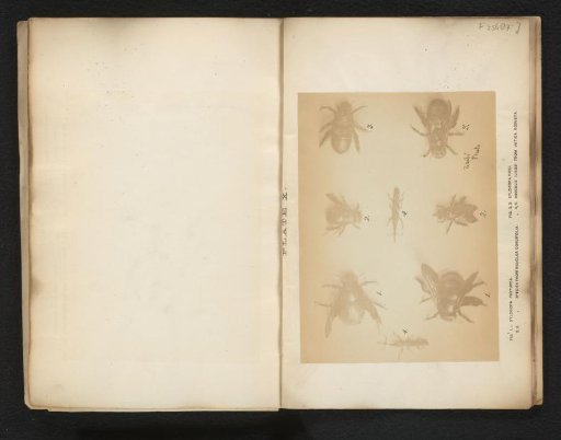 Overview of different types of bees, bumblebees and beetles