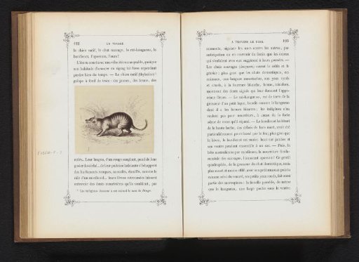 Photographic reproduction of a drawing of a Tasmanian wolf