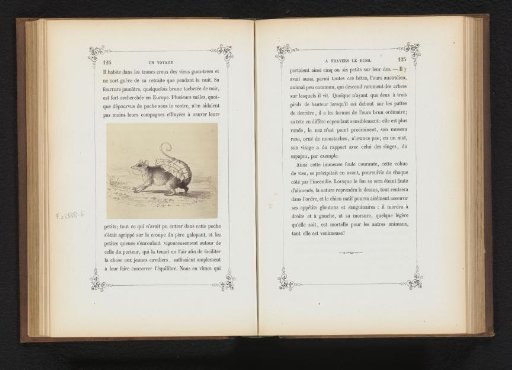 Photographic reproduction of a drawing of an opossum with young on its back
