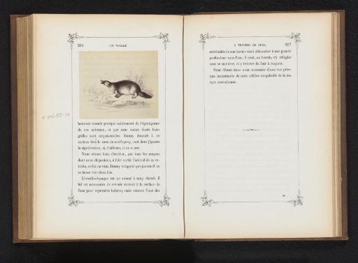 Photographic reproduction of a drawing of a platypus