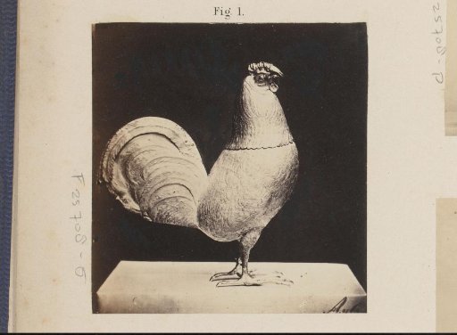 Silver cup in the shape of a rooster at the Exhibition of Antiquities in Delft