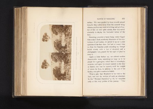 Dragon's blood trees near La Orotava