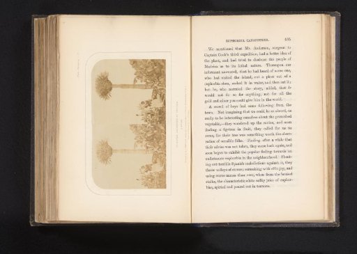 Collectors of cochineal insects in La Orotava