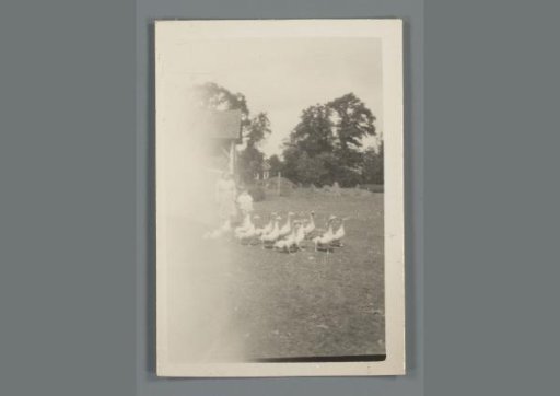 Woman and a child with a group of geese