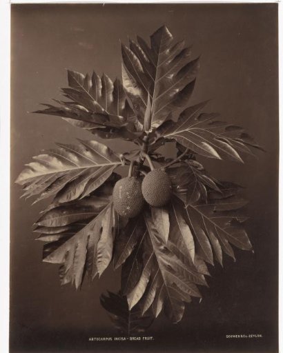 Branch with a breadfruit, Sri Lanka