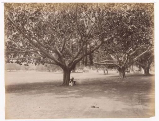 People under trees, Batticaloa, Sri Lanka