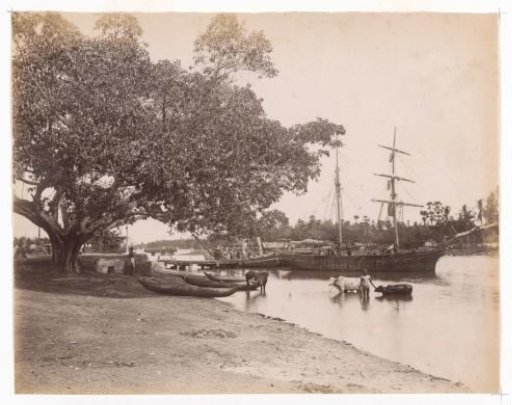 Ships and cows on the banks at Batticaloa, Sri Lanka