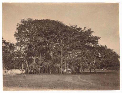 Ground with trees in Sri Lanka