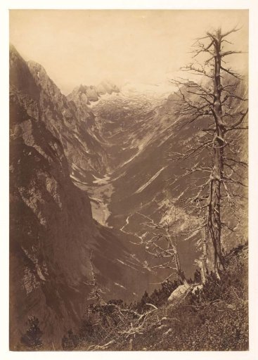 Mountain landscape with glacier and dead tree