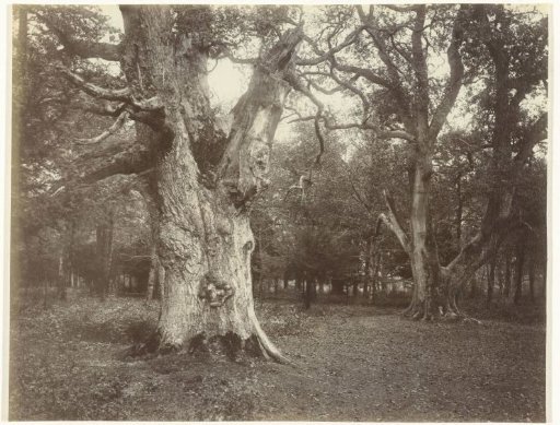 Tree study