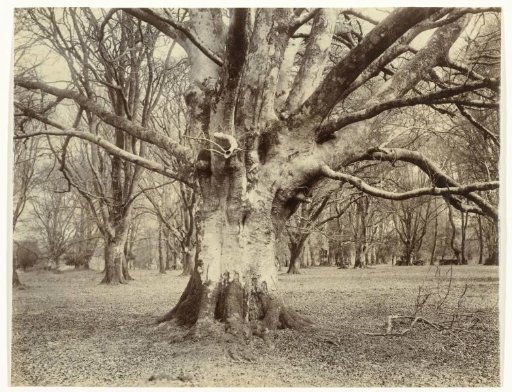 Tree study