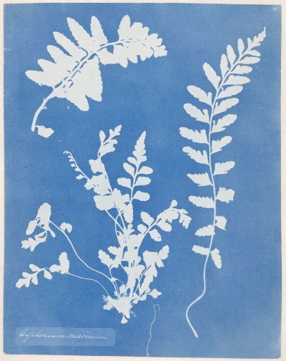 Striped fern