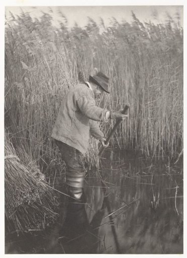 Reed Cutter at the Norfolk Broads