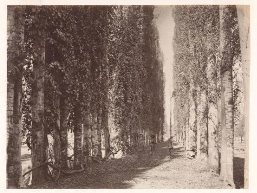Avenue with Poplars, North-West British India or Afghanistan