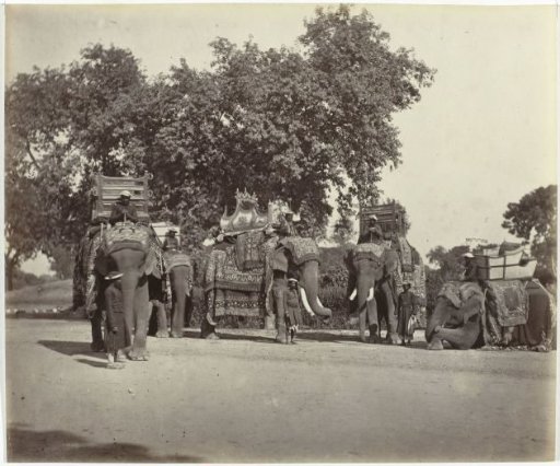 Caparisoned viceroyal elephants, Varanasi (Benares), Uttar Pradesh, India