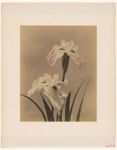 Irises