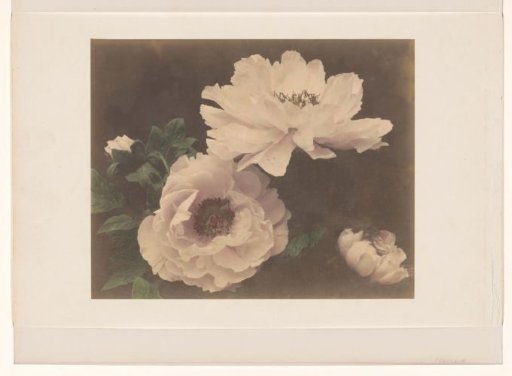 Peonies