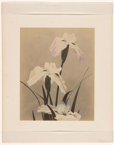 Irises