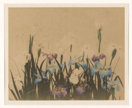 Flower Still Life with Irises