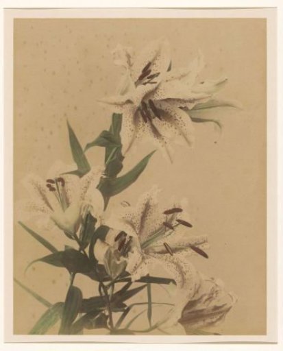 Tiger Lilies