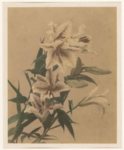 Tiger Lilies