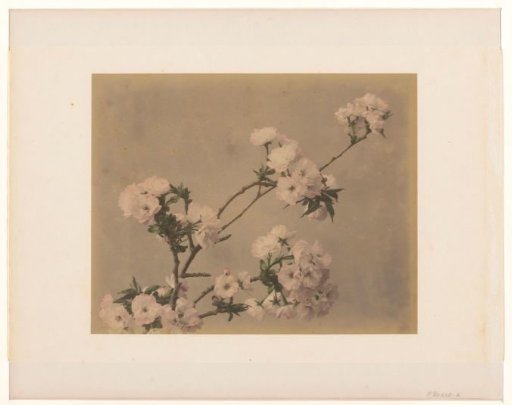 Peonies