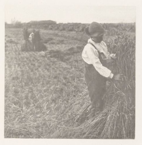 Boys Binding Sheaves of Corn in Norfolk