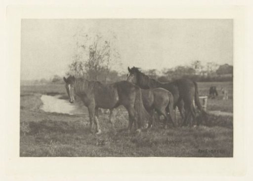 Foals in a Meadow in Norfolk