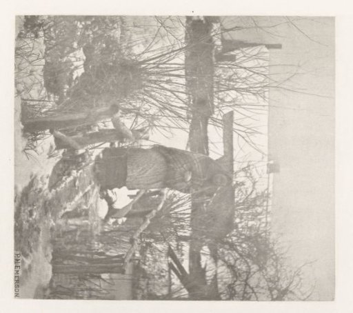 Unknown woman on a snow-covered wooden bridge in Norfolk