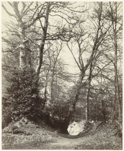 Forest Landscape, probably in Great Britain